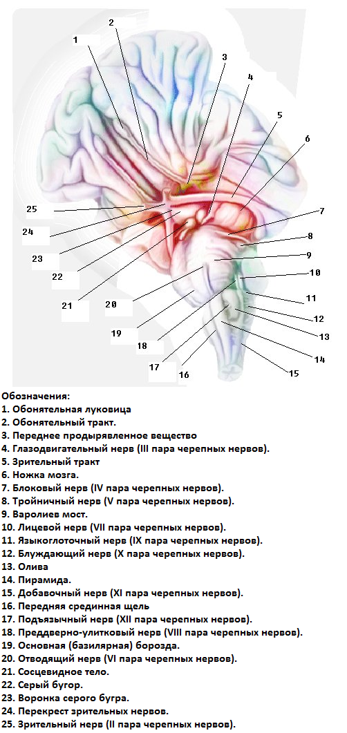 Расположение черепных нервов