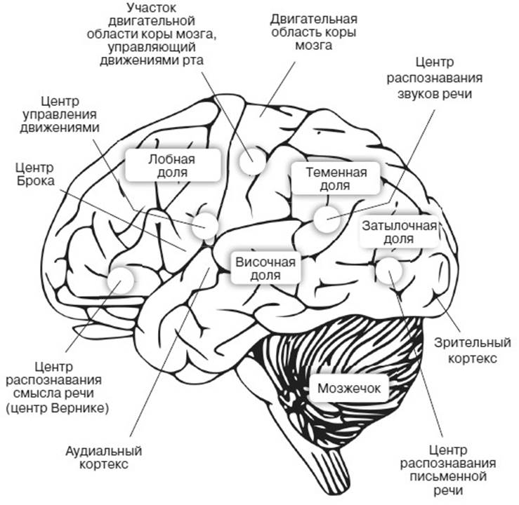 Зона отвечающая за речь. Зоны мозга отвечающие за ВПФ. Локализация функций ВПФ схема. Схема мозга и функции. Мозг нейропсихология схема.