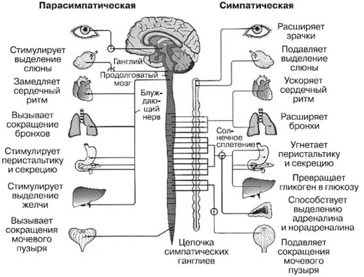 Парасимпатическая слюна. Схема симпатической и парасимпатической нервной системы. Парасимпатическая система и симпатическая система. Симпатическая и парасимпатическая нервная система таблица. Симпатическая часть вегетативной нервной системы схема.