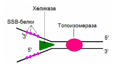Ssb белок. Репликация ДНК SSB белки. Хеликаза и топоизомераза. ДНК хеликаза схема действия. Фермент хеликаза.