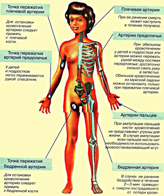 На данном рисунке запишите наиболее типичные места прижатия артерий пальцами при кровотечении