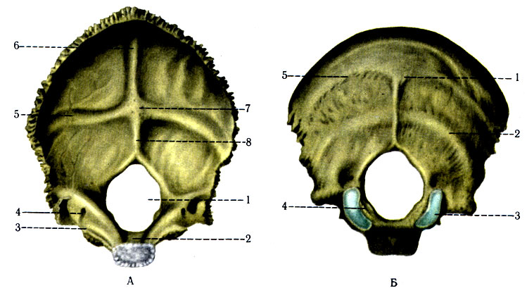 Мыщелки черепа. Анатомия затылочной кости черепа. Затылочная кость черепа анатомия строение. Затылочная кость pars lateralis. Строение затылочной кости черепа.