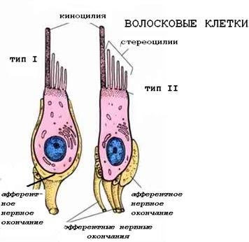 Чувствительные клетки внутреннего уха. Волосковые клетки внутреннего уха функции. Наружные волосковые клетки гистология. Строение уха волосковые клетки. Волосковая клетка внутреннего уха строение.