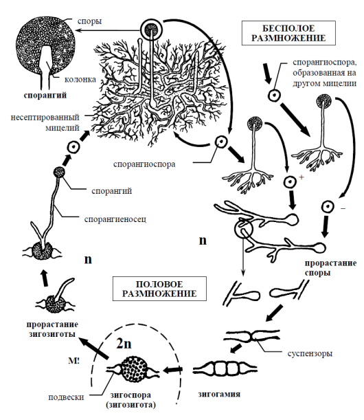 Размножение мукора. Цикл развития гриба мукора. Зигомицеты жизненный цикл схема. Жизненный цикл зигомикот. Жизненный цикл зигомицетов схема.