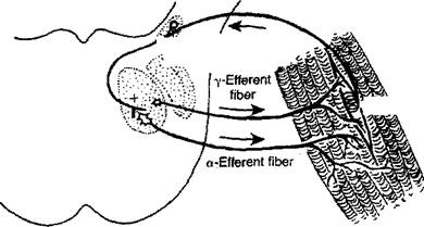 Жевательный рефлекс. Миотатический рефлекс жевательных мышц схема. Рефлекс жевания. Височно-нижнечелюстной рефлекс. Схема рефлекса жевания.