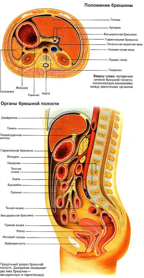 Строение брюшной полости у женщин