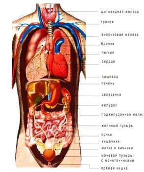 Внутреннее строение женщины органы фото с надписями. Расположение органов. Строение внутренних органов. Строение человека внутренние органы. Внутренние органы человека схема.