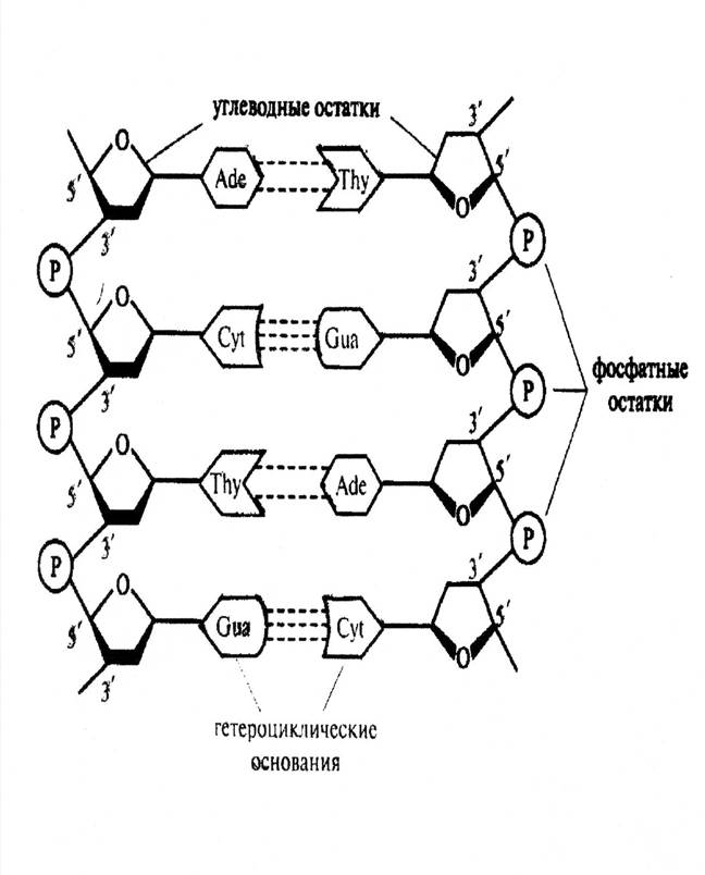 Структурная нуклеиновых кислот. Строение нуклеиновые кислоты ДНК схема. ДНК вторичная структура схема строения. Вторичная структура нуклеиновых кислот формула. Схема строения нуклеиновых кислот.