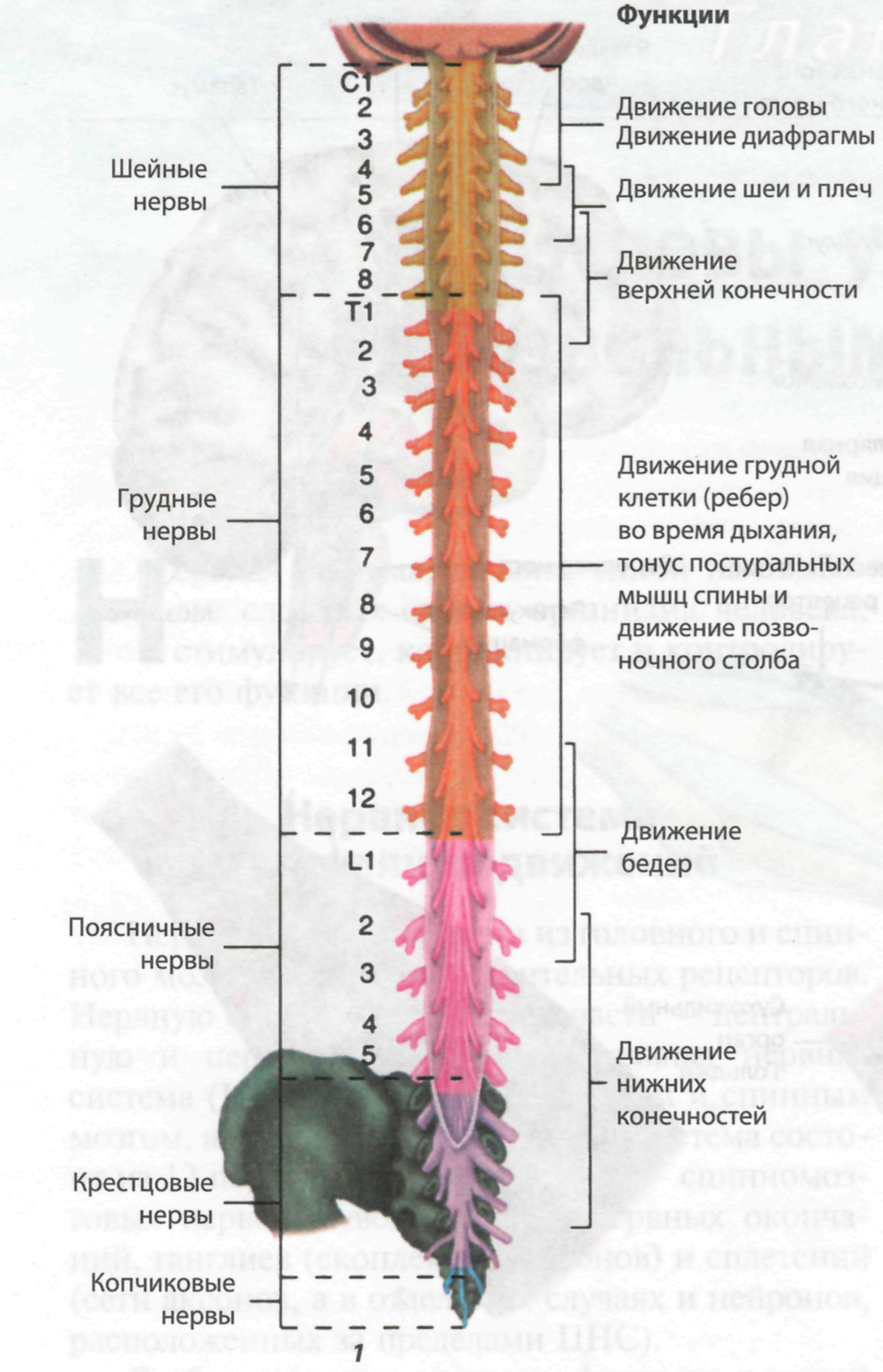 От спинного мозга отходит 31 пара. Спинной мозг и спинномозговые нервы. Спинной мозг спинномозговой нерв. Анатомия спинной мозг спинномозговой нерв. Спинной мозг 31 пара нервов.