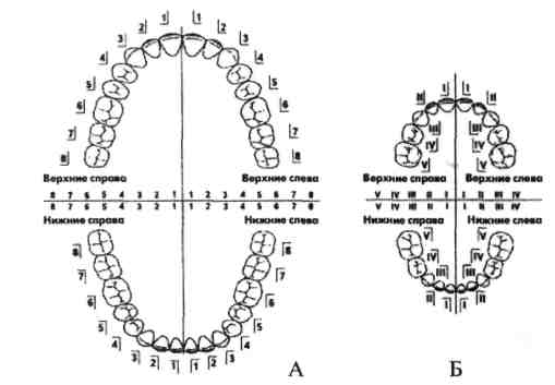 Схема постоянных зубов у взрослых