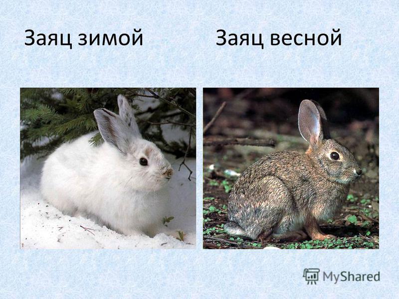 Изменение окраски шерсти у зайца беляка. Заяц меняет шубку. Заяц зимой и летом. Заяц летом. Заяц весной.