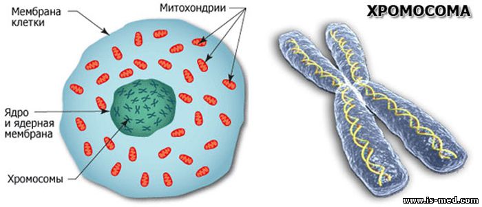 Хромосомы в растительной клетке. Строение ядра клетки хромосомы. Хромосомы в ядре клетки человека. В ядре клетки расположены хромосомы.