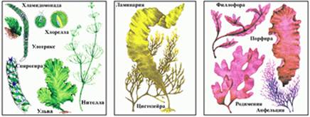 Систематические группы водорослей. Экологические группы водорослей.