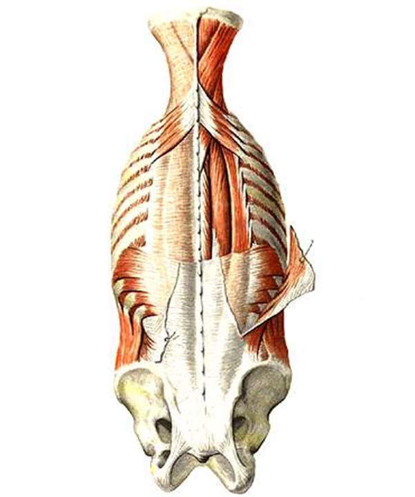 Глубокая поясница. Мышцы спины поверхностные и глубокие слои анатомия. Мышцы спины глубокий слой анатомия. Мышцы спины Синельников. Глубокие мышцы спины Синельников.