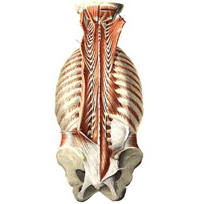 Мышцы спины и ребра. Глубокие мышцы поясницы анатомия. Глубокие Аутохтонные мышцы спины. Глубокие мышцы спины глубокий слой. Фасции мышцы спины атлас.