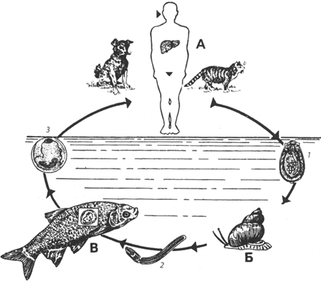 Кошачий сосальщик цикл развития рисунок. Жизненный цикл кошачьей двуустки схема. Кошачья двуустка жизненный цикл. Стадии жизненного цикла описторхоза. Цикл развития кошачьей двуустки.