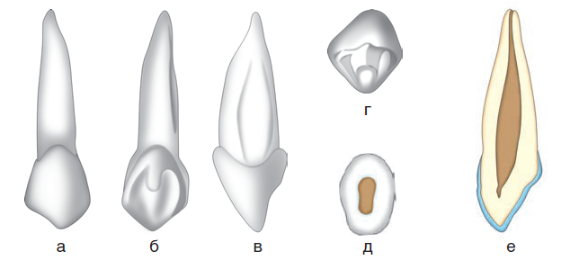 Клык сверху зубов