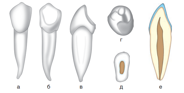 Клыки поверхность зуба. Анатомия зуба клык верхней челюсти. Клык нижней челюсти анатомия. Строение клыка верхней челюсти. Резцы и клыки анатомия.