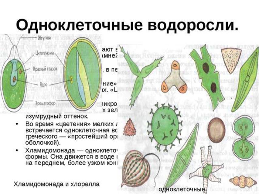 Развитие одноклеточных водорослей. Одноклеточные водоросли 6 класс биология. Простейшие зеленые водоросли одноклеточные. Одноклеточные водоросли названия. Одноклеточные зеленые водоросли 5 класс биология.