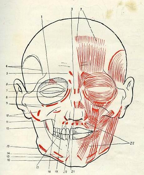 Схема работы мимических мышц лица