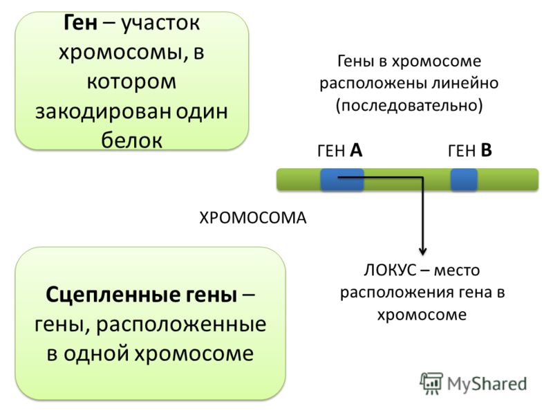 Местоположение генов в хромосоме