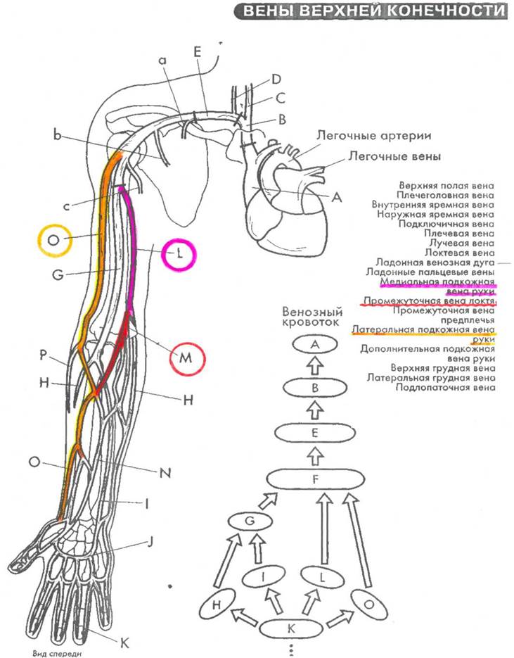 Периферическая вена где. Схема венозного кровотока верхней конечности. Вены верхней конечности анатомия схема. Вены верхних конечностей для внутривенных инъекций. Схема венозного кровоснабжения верхней конечности.