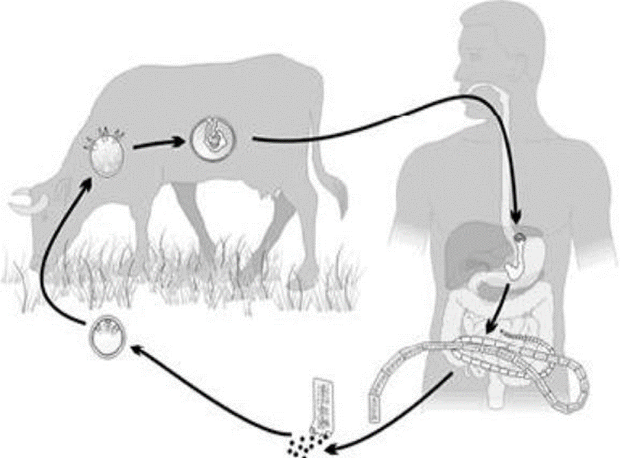Какое развитие у бычьего цепня. Цикл развития бычьего цепня рисунок. Бычий цепень цикл развития. Жизненный цикл бычьего цепня. Стадии цикла развития бычьего цепня.