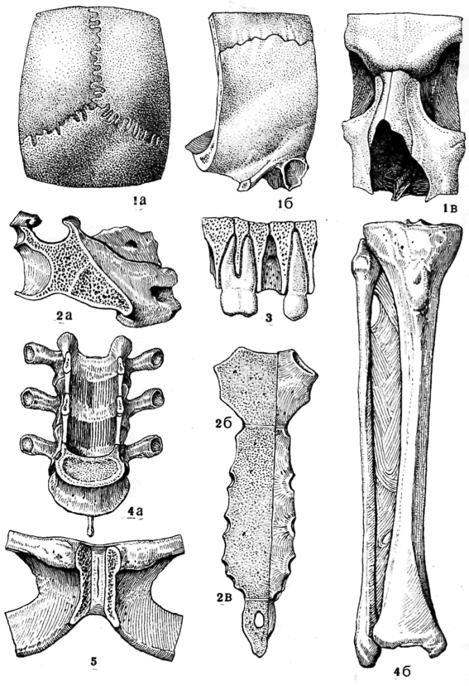 Непрерывные кости. Фиброзные соединения костей. Непрерывные соединения костей. Вколачивание соединение костей. Синхондроз и симфиз.