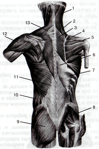 Мышцы спины и ребра. Мышцы прикрепляющиеся к нижним ребрам. Мышцы прикрепленные к ребру. Мышцы спины прикрепленные к ребрам. Поверхностные мышцы ребер.
