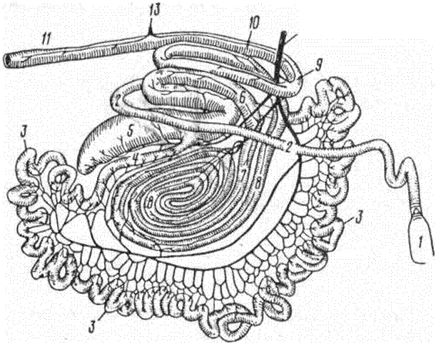 Двенадцатиперстная тощая подвздошная кишка. Подвздошная кишка КРС. Тонкий кишечник анатомия животных. Схема строения кишечника крупного рогатого скота. Кишечник КРС анатомия.