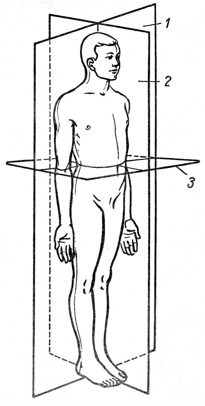 Три оси человека. Оси и плоскости в анатомии человека. Оси тела человека в анатомии. Анатомия плоскости и оси тела. Сагиттальная плоскость это в анатомии.