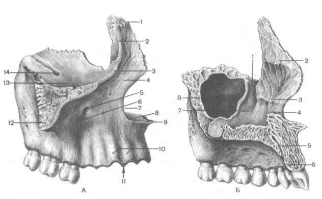 Клыковую ямку. Верхняя челюсть анатомия Синельников. Верхняя челюсть анатомия строение Синельников. Верхняя челюсть Синельников. Верхняя челюсть межчелюстная кость.