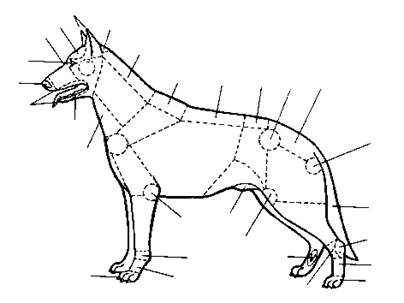 Стати собаки. Стати собаки общий экстерьер. Стати тела собаки. Стати собаки с подписями. Стати собаки схема.