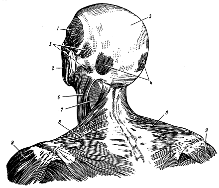 Шее пониже затылка. Мышцы головы и шеи анатомия затылок. Кости головы анатомия затылочная кость.