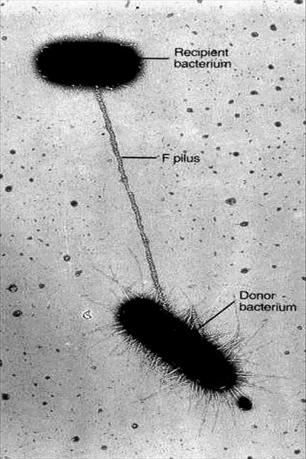 Бактерия донор. Конъюгация бактерий. Электронная микроскопия конъюгации у бактерий. Бактерии электронная микроскопия. Капсула бактерий электронный микроскоп.