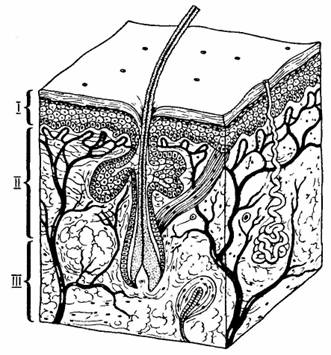 Строение кожи рисунок 71
