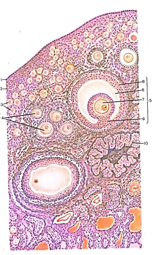 Желтое тело гистология рисунок