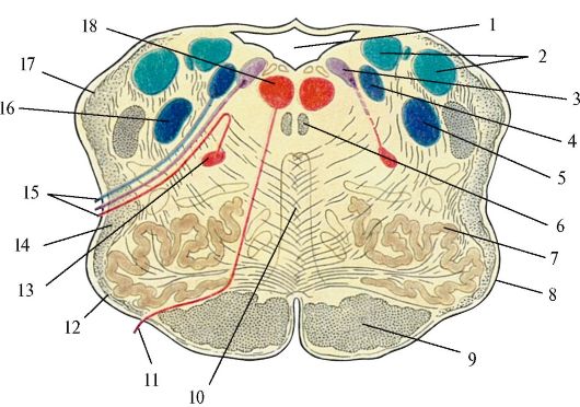 Ядра моста мозга. Поперечный срез продолговатого мозга ядра. Ядра продолговатого мозга анатомия. Фронтальный срез продолговатого мозга. Ядра моста продолговатого мозга.