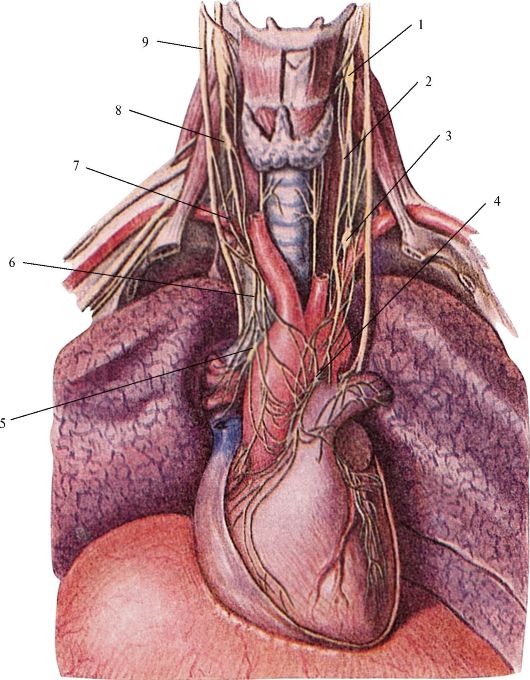 Левый блуждающий нерв. Диафрагмальный нерв анатомия. Диафрагмальный нерв топографическая анатомия. Блуждающий нерв и диафрагмальный нерв. Верхний шейный узел симпатического ствола.