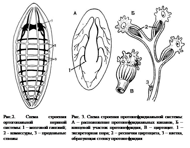 Выделительная система печеночного сосальщика рисунок