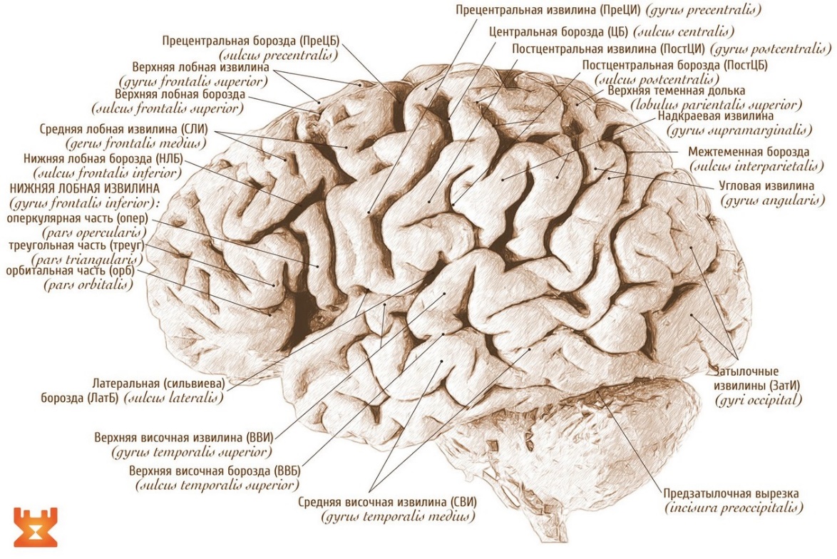 Борозды и извилины мозга человека