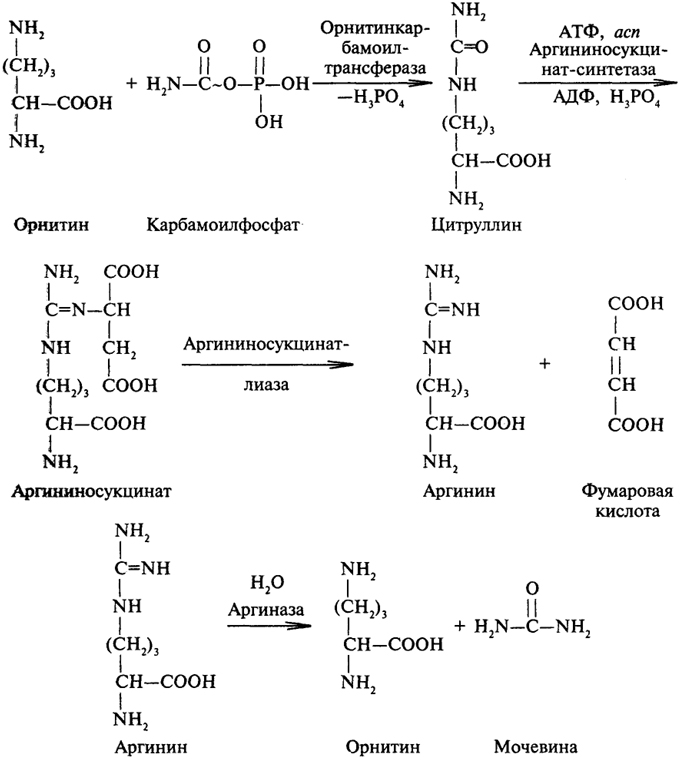 Орнитиновый цикл реакции. Синтез мочевины биохимия реакции. Биосинтез мочевины орнитиновый цикл. Реакции орнитинового цикла синтеза мочевины. Цикл синтеза мочевины биохимия.