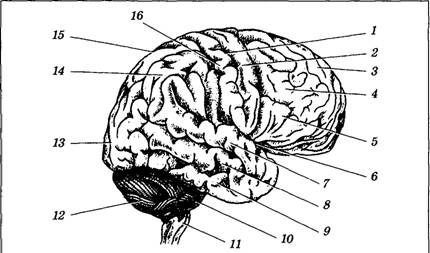 Борозды и извилины мозга человека. Борозды и извилины коры больших полушарий. Верхнелатеральная поверхность полушария большого мозга схема. Борозды головного мозга. Строение головного мозга борозды.