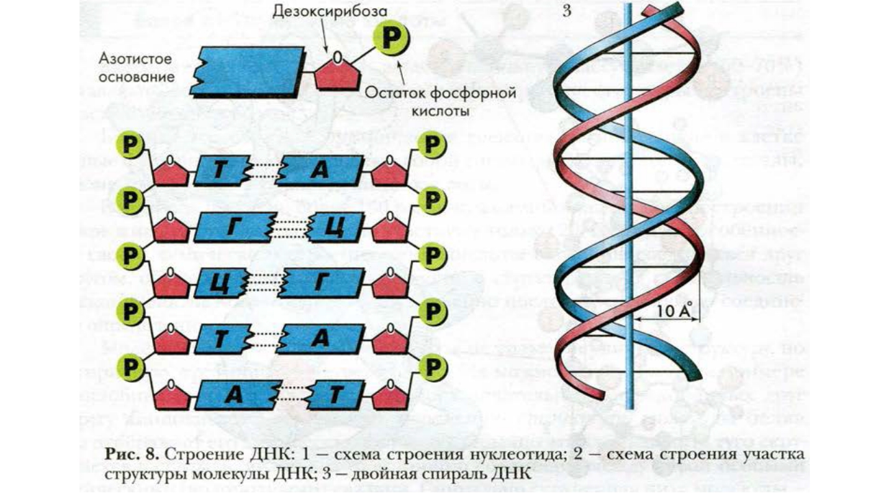 Какая молекула днк в ядре. Структура молекулы ДНК схема. Строение молекулы ДНК. Схема строения ДНК. Структуры ДНК схематично.