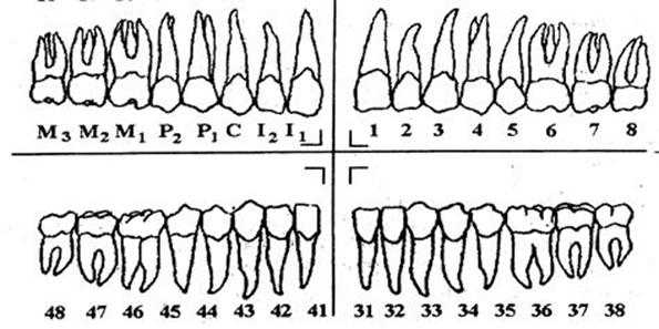 Тотема зубы. Зубная формула сменного прикуса. Формула зубов сменный прикус. Зубная формула премоляров. Зубы анатомия формула.