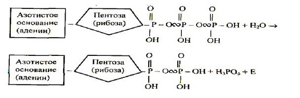 Аденин рибоза три остатка. Пентоза рибоза. Азотистое основание пентоза рибоза. Строение АТФ азотистое основание. Аденин пентоза рибоза.