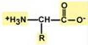 13 аминокислот. Белки с гомологичными последовательностями аминокислот. Аминокислота, содержащая в боковом радикале аминогруппу:. Аминокислотная последовательность. Amino acid sequence.