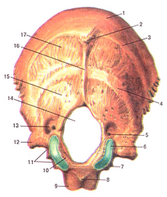 Мыщелки черепа. Околососцевидный отросток затылочной кости. Выйные линии затылочной кости черепа. Наружный Выступ затылочной кости. Анатомия затылочной кости.