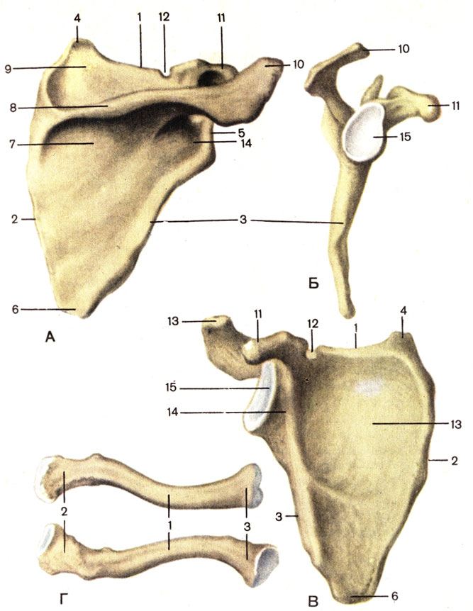 Скелет верхних конечностей лопатка. Лопатка кость анатомия человека. Кости плечевого пояса анатомия. Клювовидный отросток лопатки анатомия.
