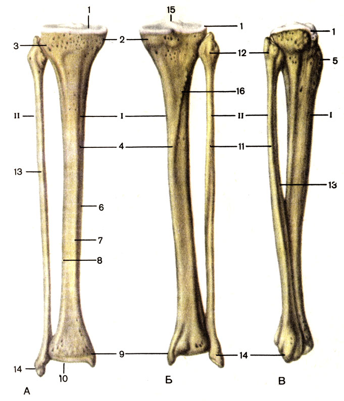 1 скелет голени. Кости голени малоберцовая кость. Большая берцовая кость анатомия. Большеберцовая кость анатомия человека. Большеберцовая кость голени анатомия.